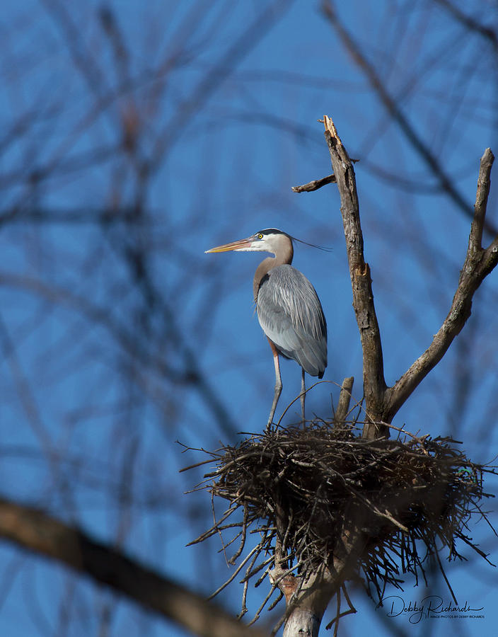 Great Blue Heron #1 Photograph by Debby Richards
