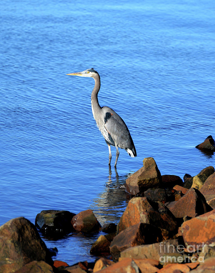 Great Blue Heron #1 Photograph by Denise Bruchman