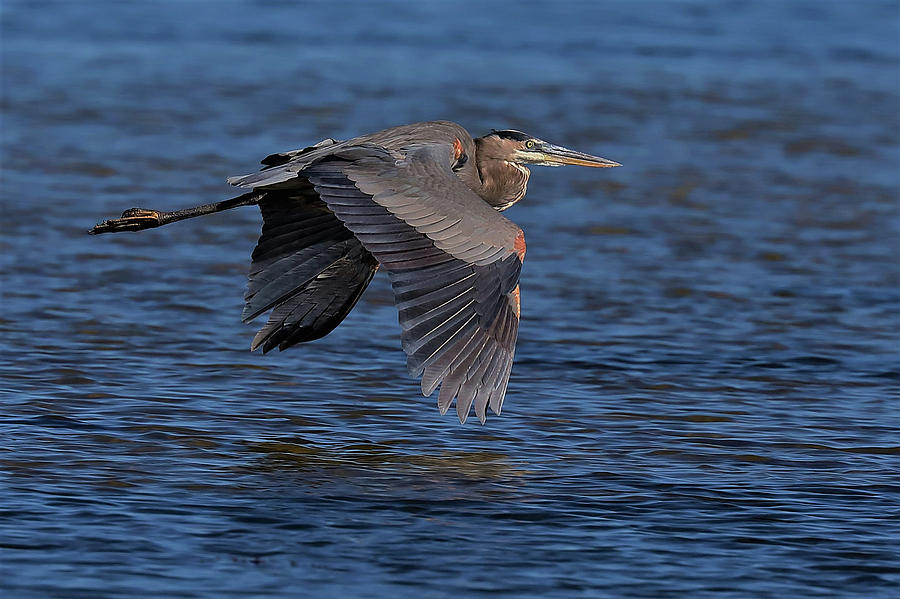 Great Blue Heron in Flight Photograph by Anthony Clements - Pixels