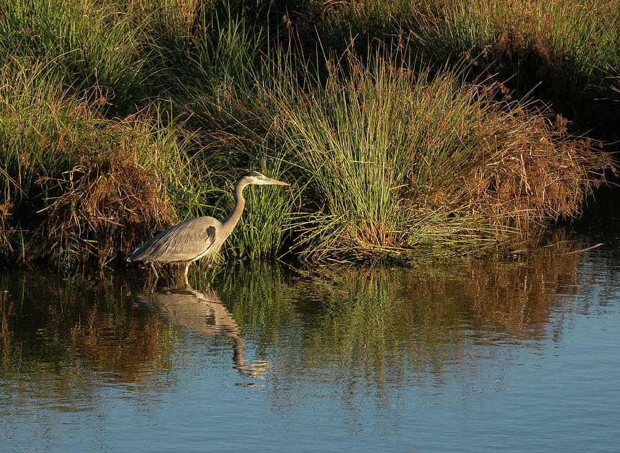 Great Blue Heron  #1 Photograph by Jean Noren