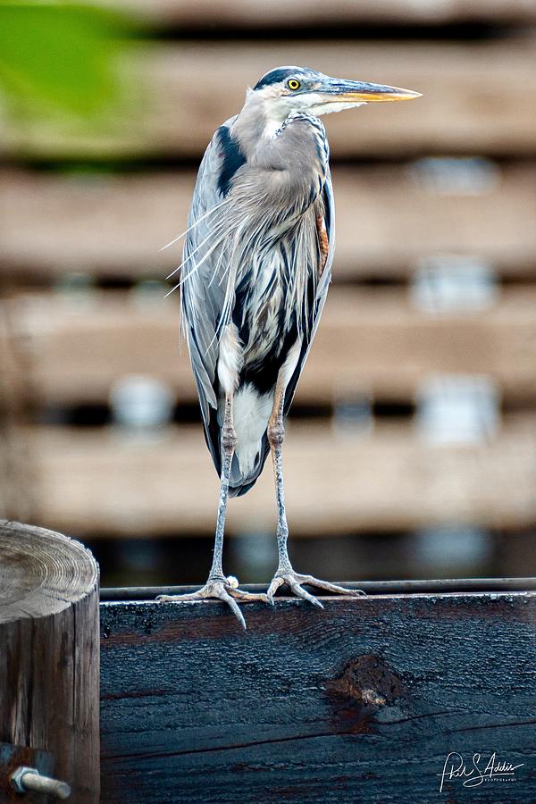 Great Blue Heron #1 Photograph by Phil S Addis