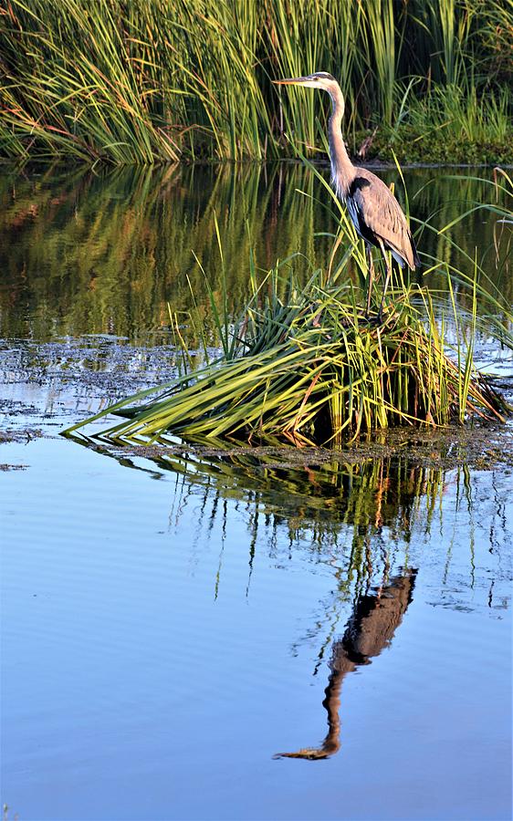 Great Blue Heron Reflection #1 Photograph by Warren Thompson