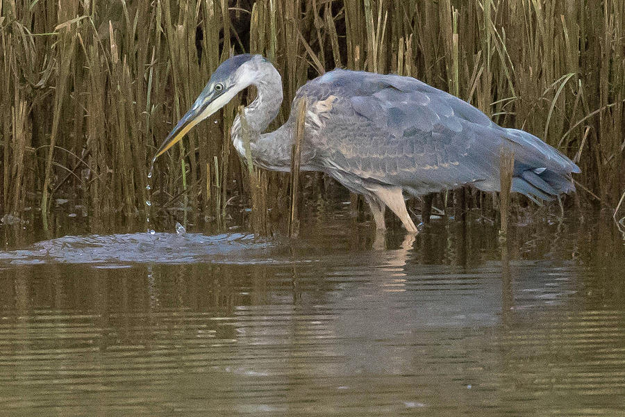 Great Blue Heron #1 Photograph by Steven A Bash