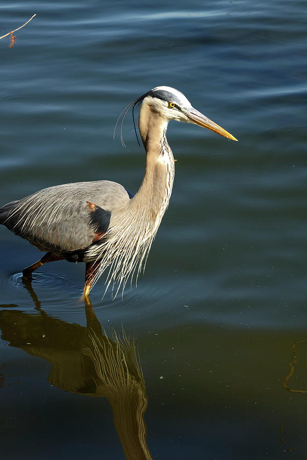 Great Blue Heron Walking #4 Photograph by Sally Weigand