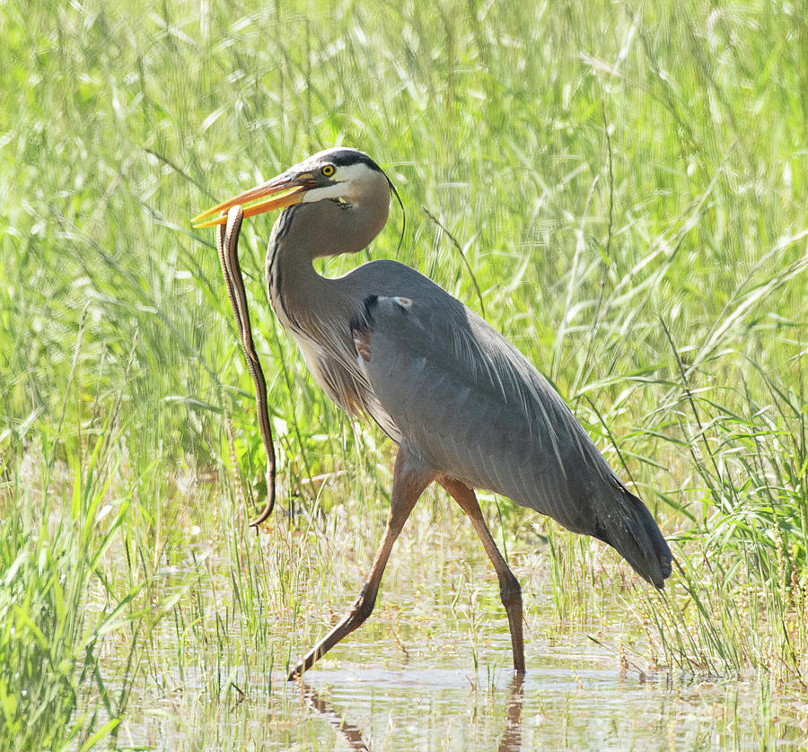 Great Blue Heron with a Snake #1 Photograph by Dennis Hammer