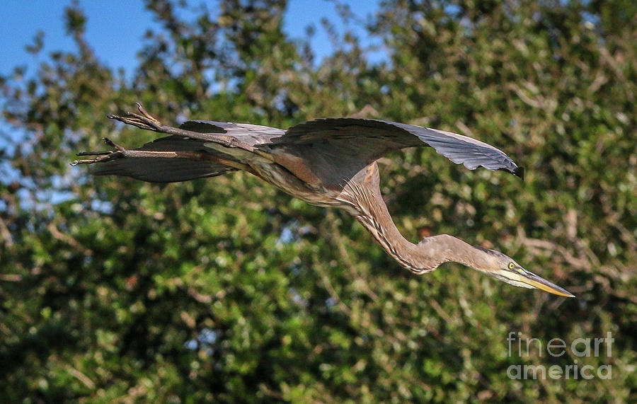 Great Blue In Flight #1 Photograph by Tom Claud