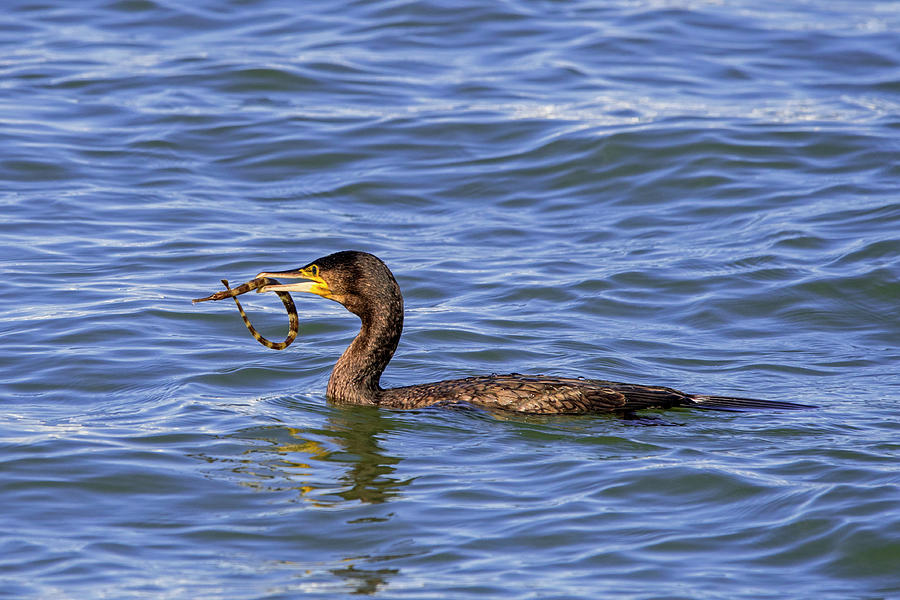 Great Cormorant On Water With Greater Pipefish Prey In #1 Photograph by Philippe Clement / Naturepl.com