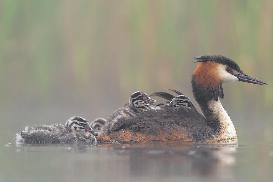 Wildlife Photograph - Great Crested Grebe Carrying Chicks On Its Back #1 by David Pattyn / Naturepl.com