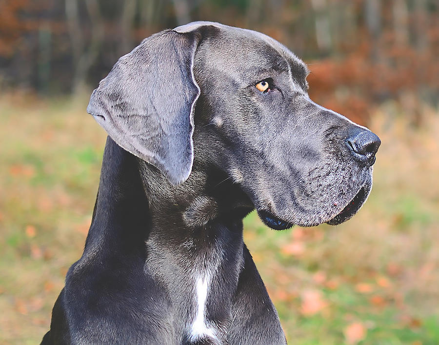 Great Dane Photograph by Dave Byrne | Fine Art America