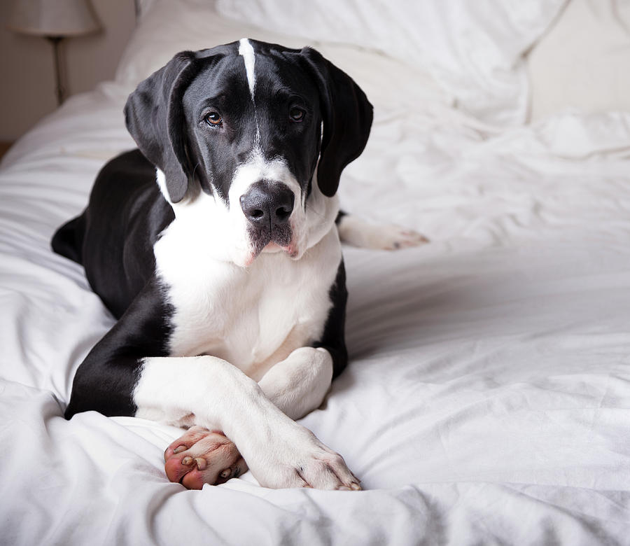 Great Dane On A Bed #1 Photograph by Claire Plumridge