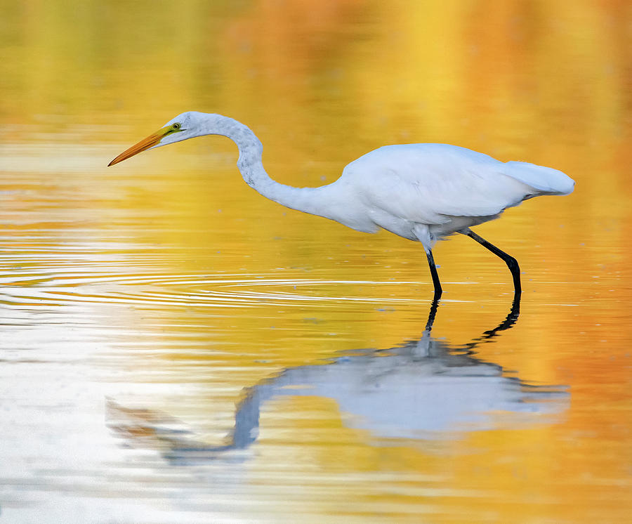 Great Egret 6324-091719 #1 Photograph by Tam Ryan
