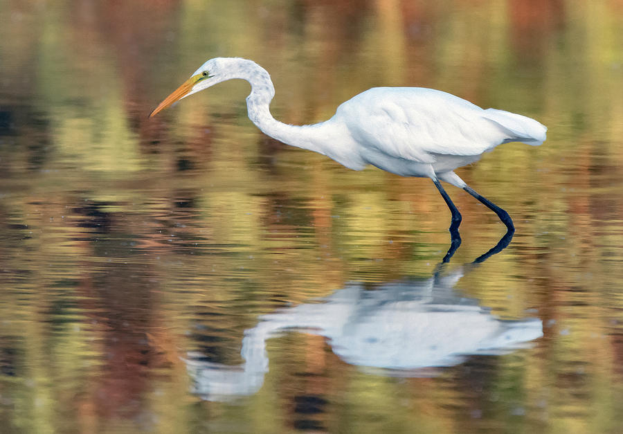 Great Egret 6326-091719 #1 Photograph by Tam Ryan