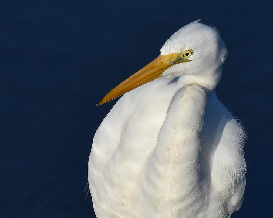 Great Egret #1 Photograph by Chip Gilbert