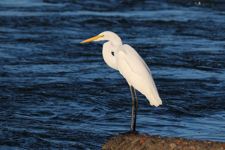 Great Egret  #1 Photograph by Christy Pooschke