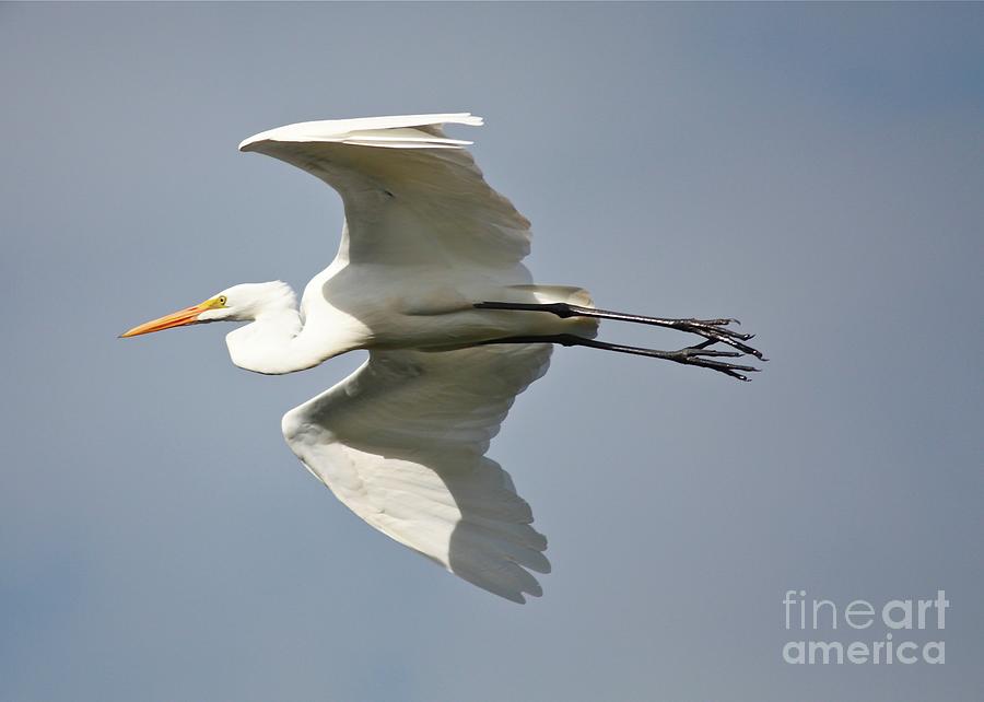Great Egret Flying Overhead #1 Photograph by Carol Groenen