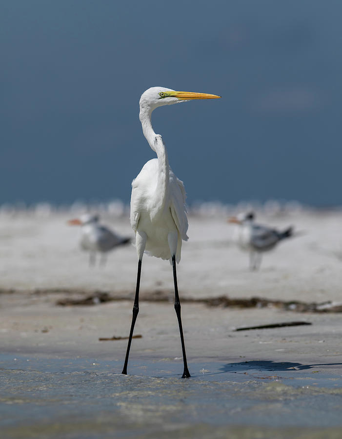 Great Egret #1 Photograph by Lisa Malecki