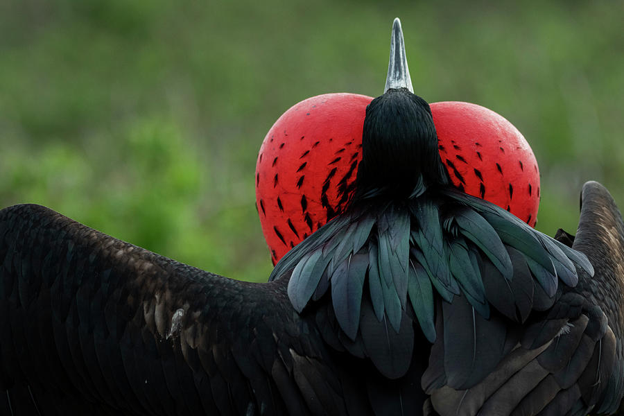 Wildlife Photograph - Great Frigatebird Male, With Gular Sac Inflated In #1 by Lucas Bustamante / Naturepl.com