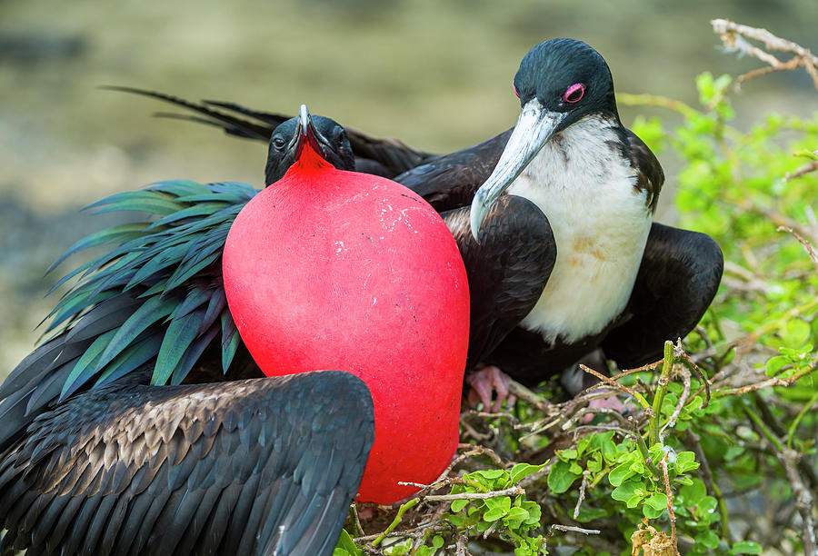 Great Frigatebirds Courting #1 Photograph by Tui De Roy