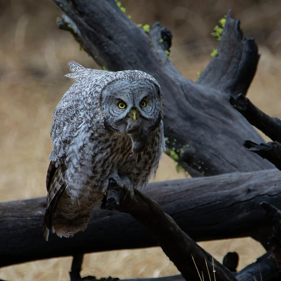 Great Gray Owl #4 of 5 Photograph by Patrick Nowotny