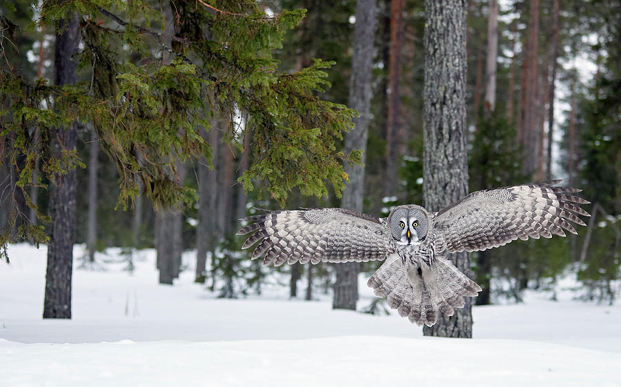 Wildlife Photograph - Great Grey Owl Hunting Over Snow, Kuhmo Finland #1 by Markus Varesvuo / Naturepl.com