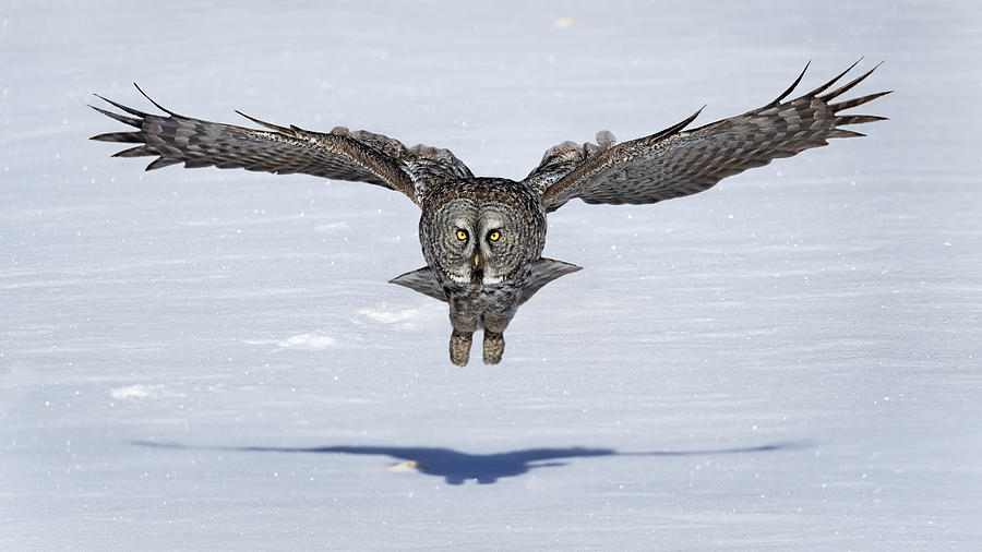 Great Grey Owl In Flight #1 Photograph by Jun Zuo