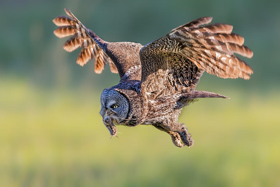 Great Grey Owl #1 Photograph by Jun Zuo