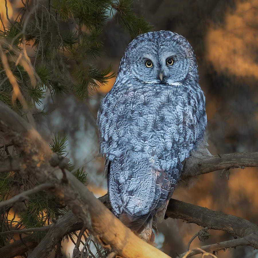 Great Grey Owl #1 Photograph by Taksing (????)