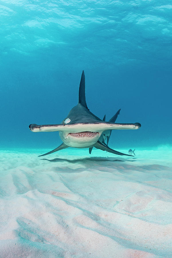 Great Hammerhead Shark, South Bimini, Bahamas Photograph by Alex ...
