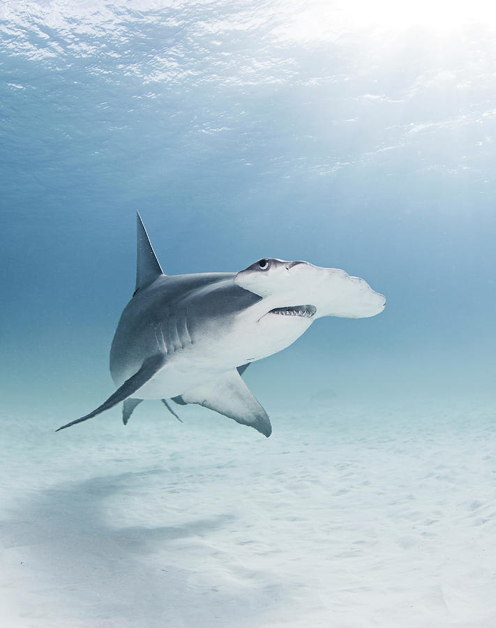 Wildlife Digital Art - Great Hammerhead Shark, Underwater View #1 by Ken Kiefer 2