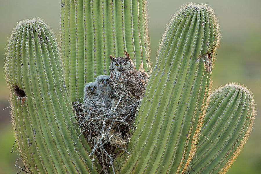 Wildlife Photograph - Great Horned Owl Adult And Two Chicks On Nest In Saguaro #1 by John Cancalosi / Naturepl.com