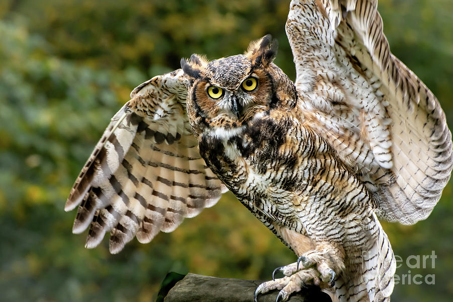 Great Horned Owl Photograph by Amy Porter