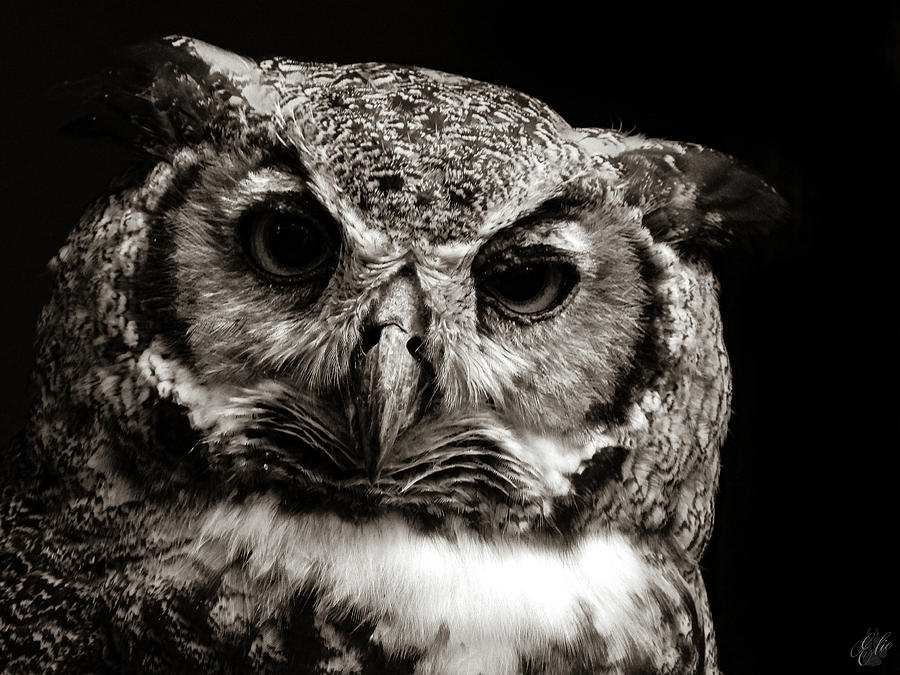 Owl Photograph - Great Horned Owl by Elie Wolf Owl Photograph - Great Horned Owl by Elie Wolf