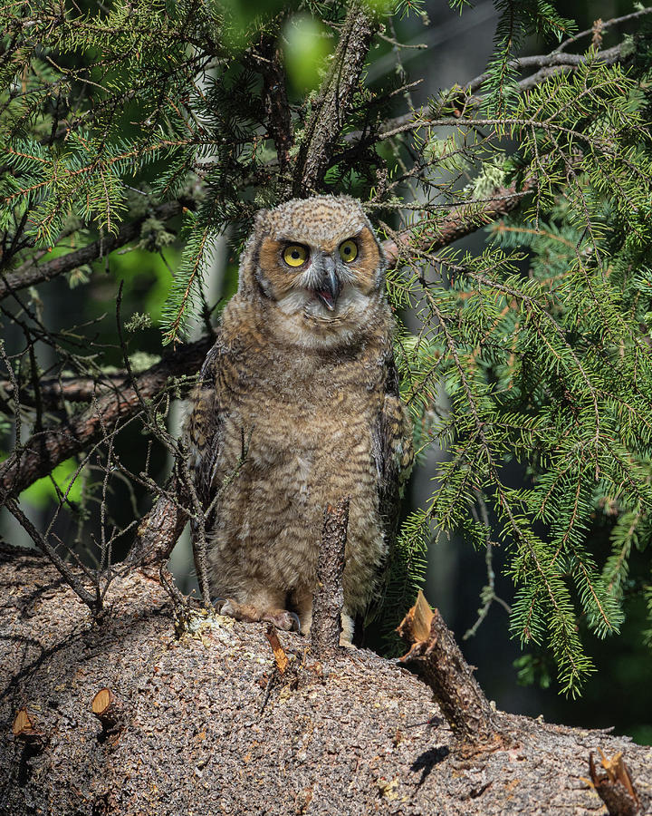 Great Horned Owl Fledgling in Alaska #1 Photograph by Dee Carpenter
