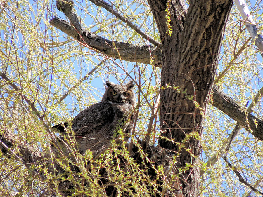 Great Horned Owl Photograph