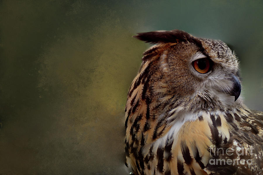 Wildlife Photograph - Hoo Goes There by Kathy Kelly