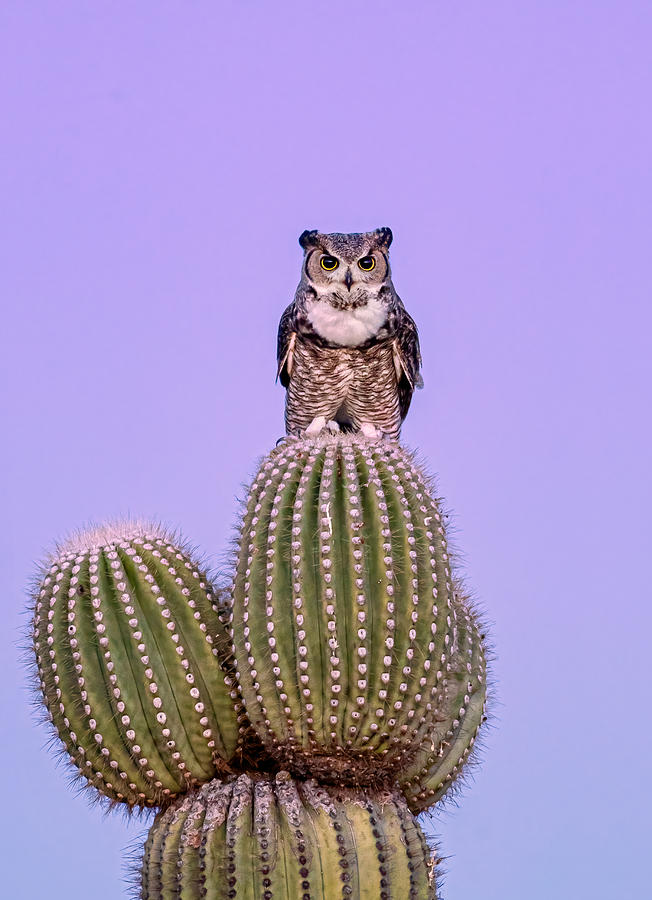 Owl Photograph - Great Horned Owl #1 by Max Wang