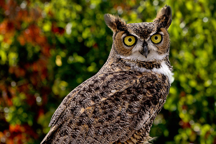 Great Horned Owl #1 Photograph by Michael Gordon