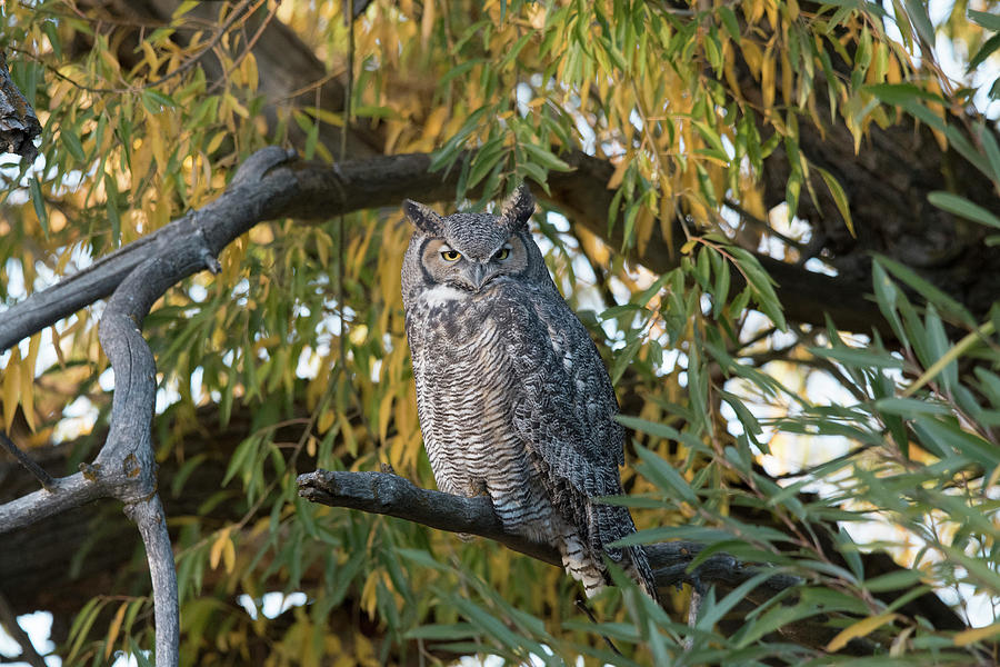 Great Horned Owl #1 Photograph by Patrick Nowotny