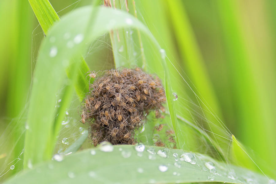 Wildlife Photograph - Great Raft Spider Spiderlings On Their Nursery Web, The #1 by Edwin Giesbers / Naturepl.com