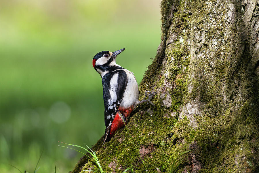 Great Spotted Woodpecker, Picoides Major, Male, Bavaria, Germany ...