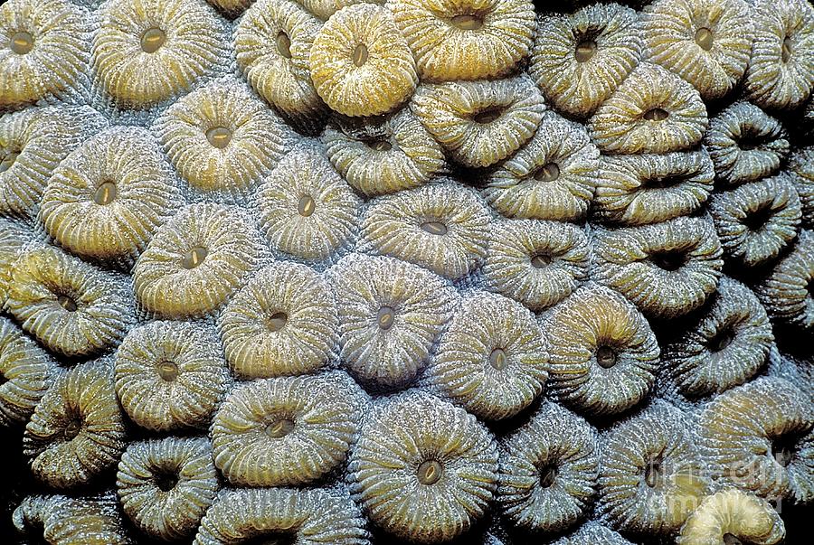 Great Star Coral #1 Photograph by Clay Coleman/science Photo Library