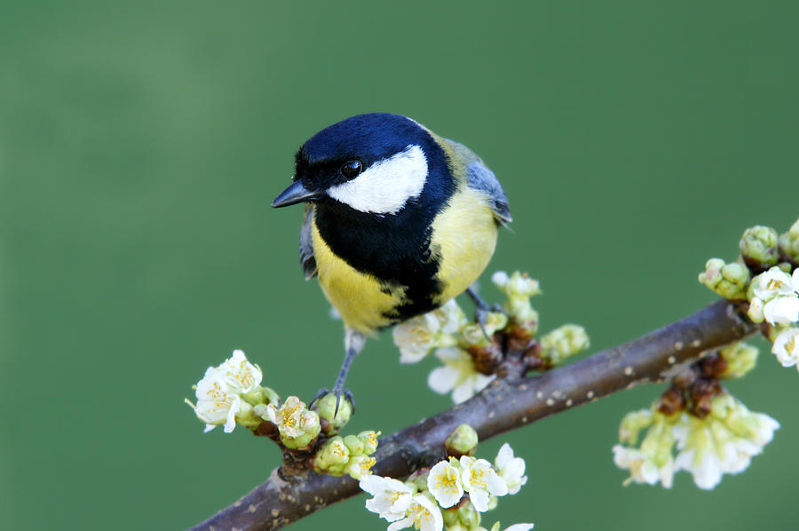 Great Tit On A Blossoming Twig #1 Photograph by Schnuddel
