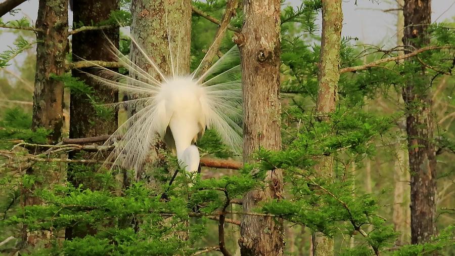 Great White Egret Breeding Plumage by Betty Berard Great White Egret Breeding Plumage by Betty Berard