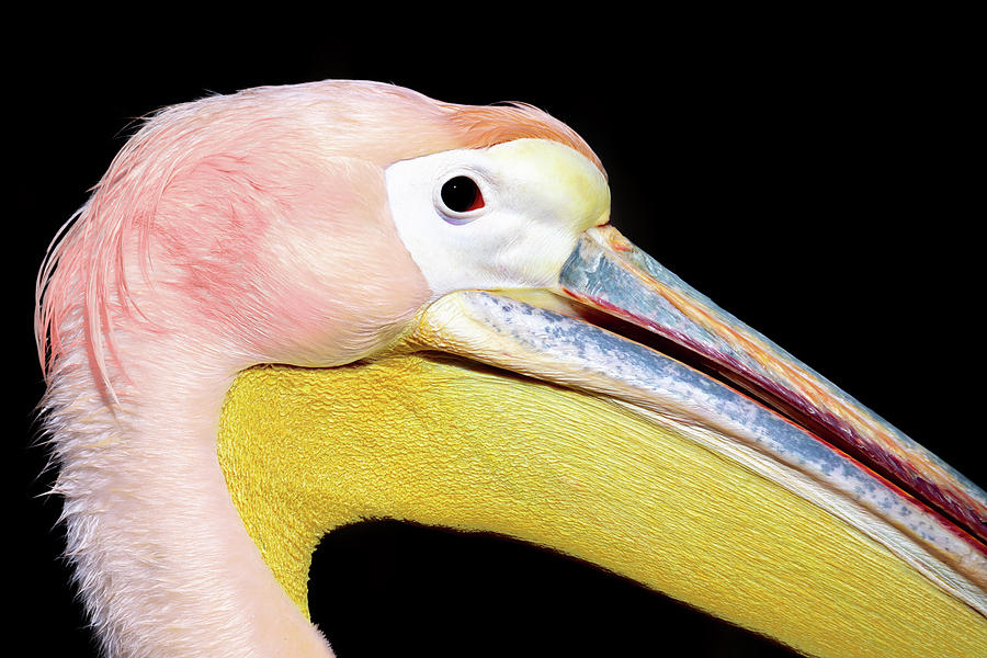 Great White Pelican #1 Photograph by Artush Foto - Pixels