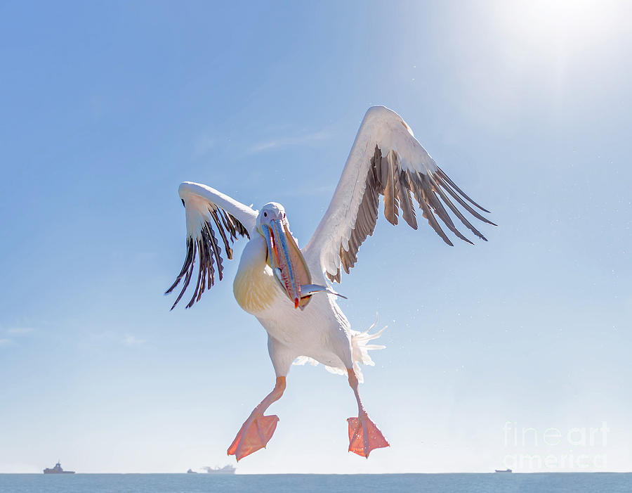 Feather Photograph - Great White Pelican Catches Fish Thrown by Vadim Petrakov Feather Photograph - Great White Pelican Catches Fish Thrown by Vadim Petrakov