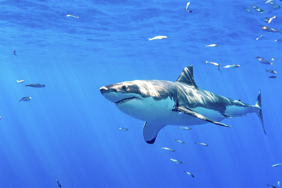 Male Great White Shark And Pilot Fish Beach Sheet by Todd Winner - Fine Art  America