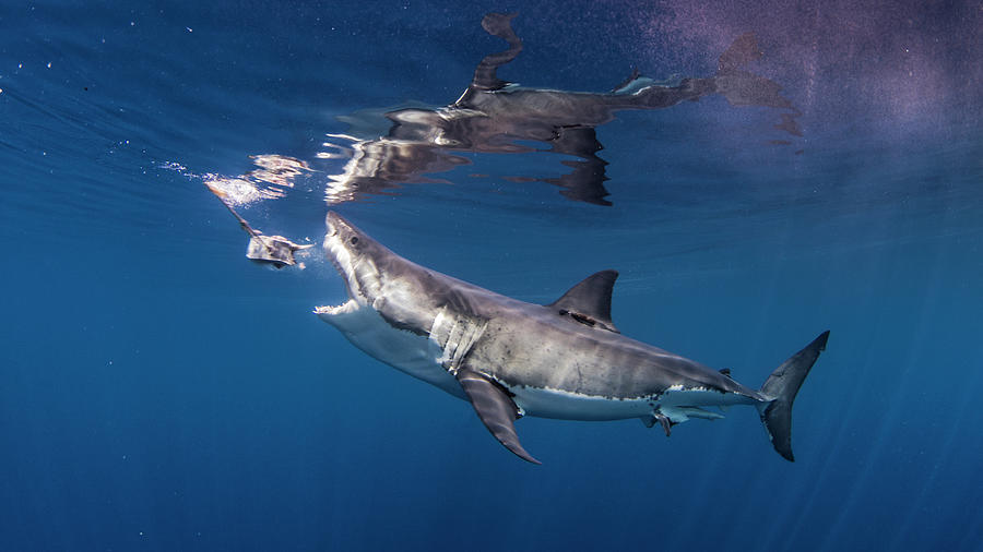 Great White Shark Digital Art - Great White Shark Biting Fishing Bait #1 by Ken Kiefer 2