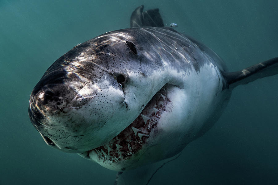 Great White Shark Digital Art - Great White Shark (carcharodon Carcharias) Swimming Directly At Camera, Gansbaai, South Africa #1 by Steve Woods Photography