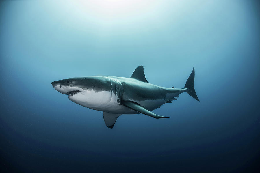 Great White Shark Digital Art - Great White Shark (carcharodon Carcharias) Swimming In Pacific Ocean Water Of Guadalupe Island, Mexico #1 by Rodrigo Friscione