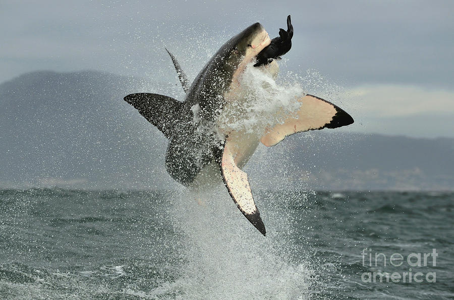 Fur Photograph - Great White Shark Carcharodon by Sergey Uryadnikov Fur Photograph - Great White Shark Carcharodon by Sergey Uryadnikov